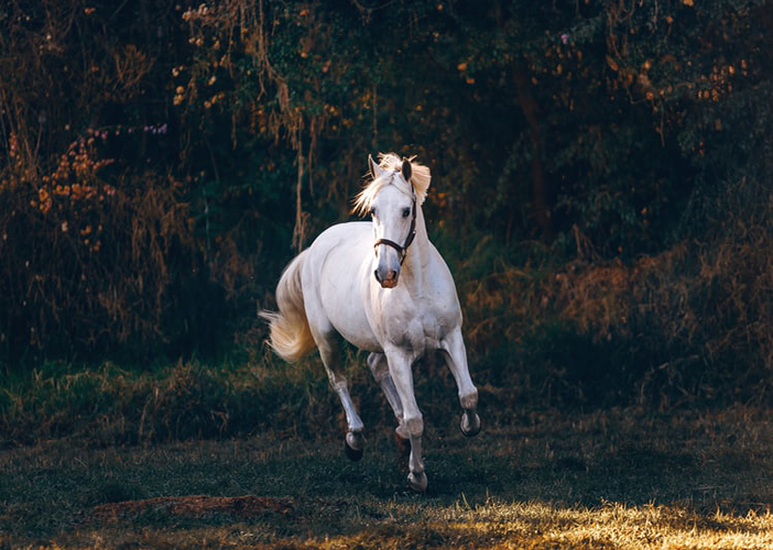 ¿Que seguro de caballos y carruajes es necesario para una romería, el Rocio…?